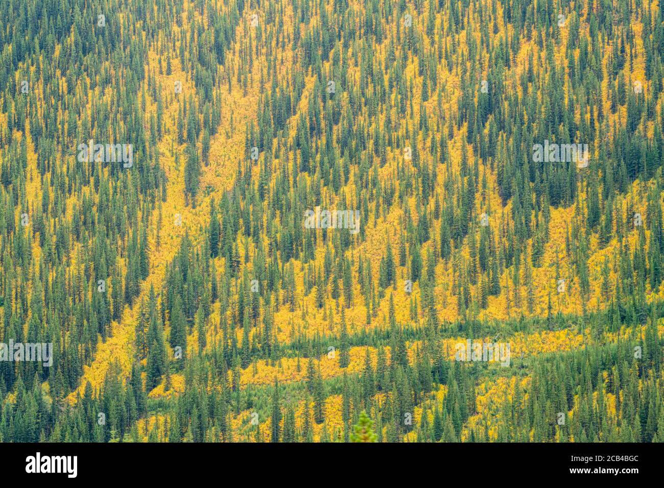 Colore autunnale sulle piste alpine, Peter Lougheed Provincial Park, Alberta, Canada Foto Stock