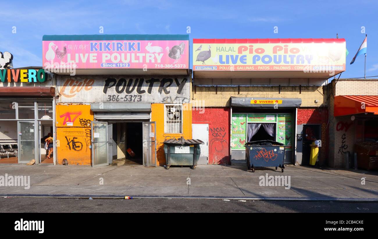 Mercati di pollame vivi nel quartiere di Brooklyn Bushwick, New York. Mercati umidi halal e macelli. Foto Stock