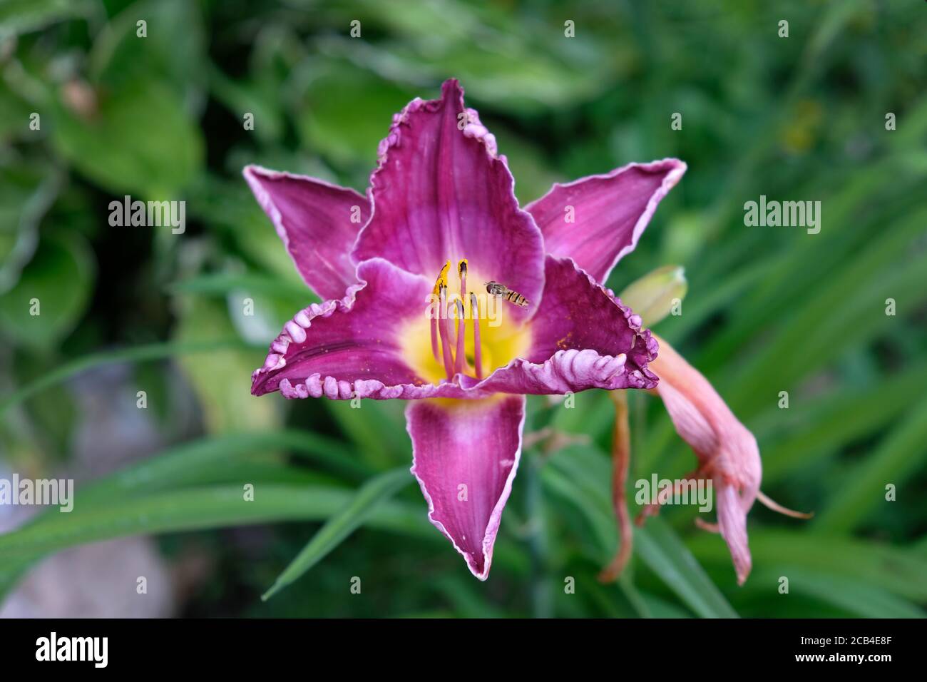 Bella lilla giglio primo piano. Fiore di giglio viola in giardino. Fiori per decorare il giardino e aiuole nel parco cittadino. Foto Stock