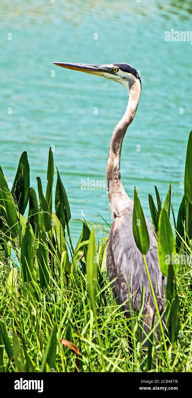 Grande airone grigio in habitat naturale Foto Stock