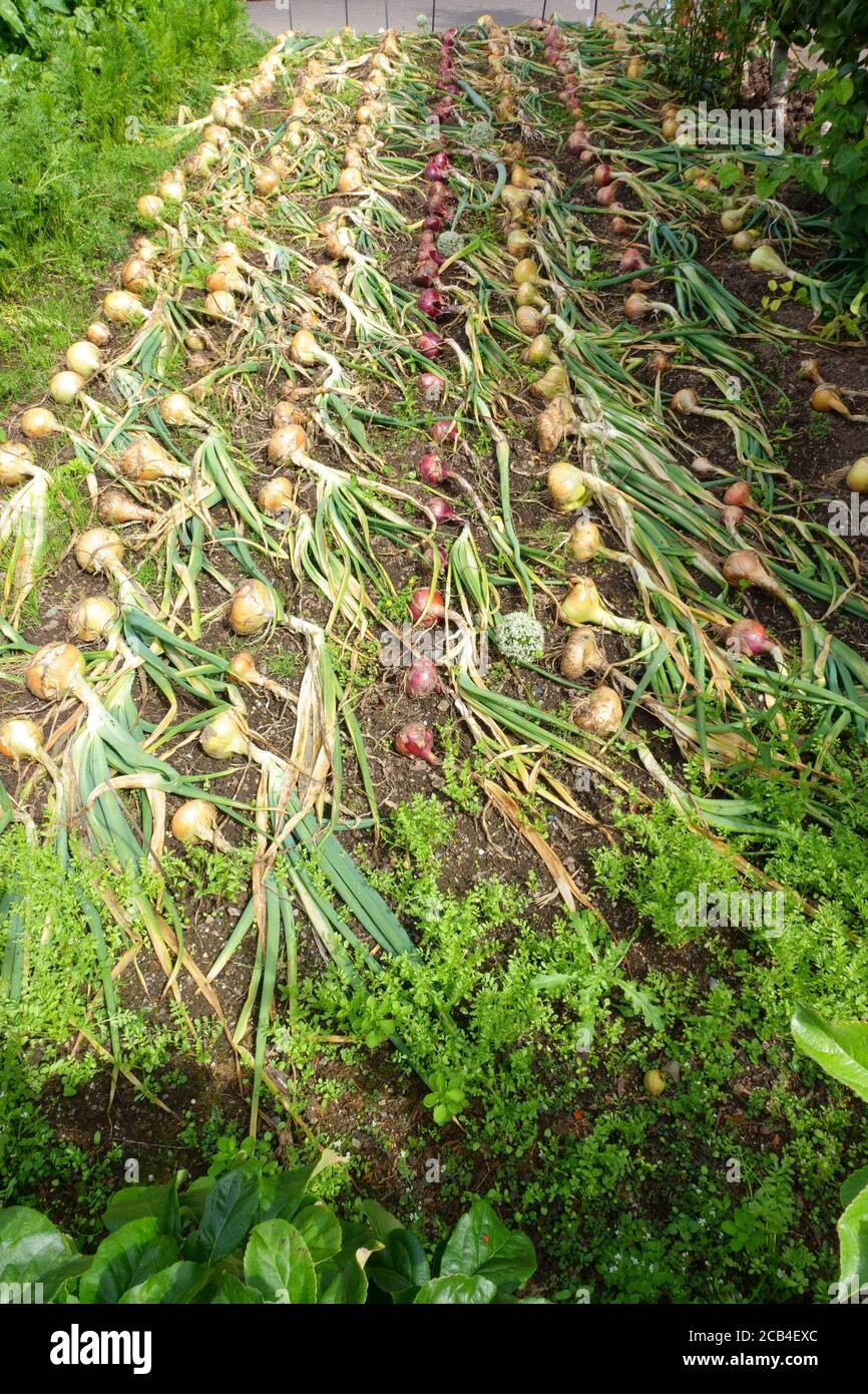 RHS Rosemoor, Onions in orto, Great Torrington, North Devon, Inghilterra, UK Foto Stock