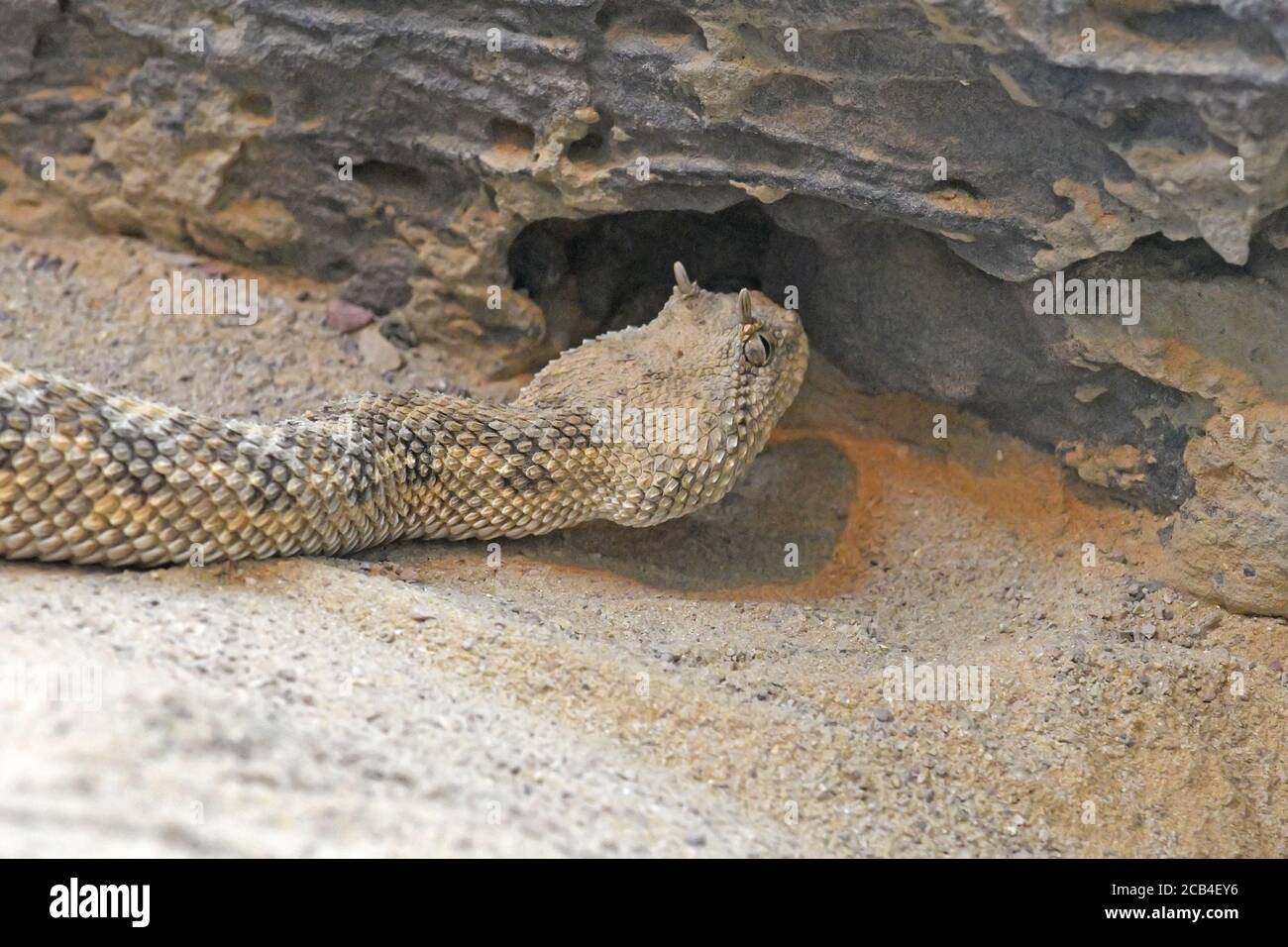 Vipera oridiata del Sahara, cerastes di Cerastes Foto Stock