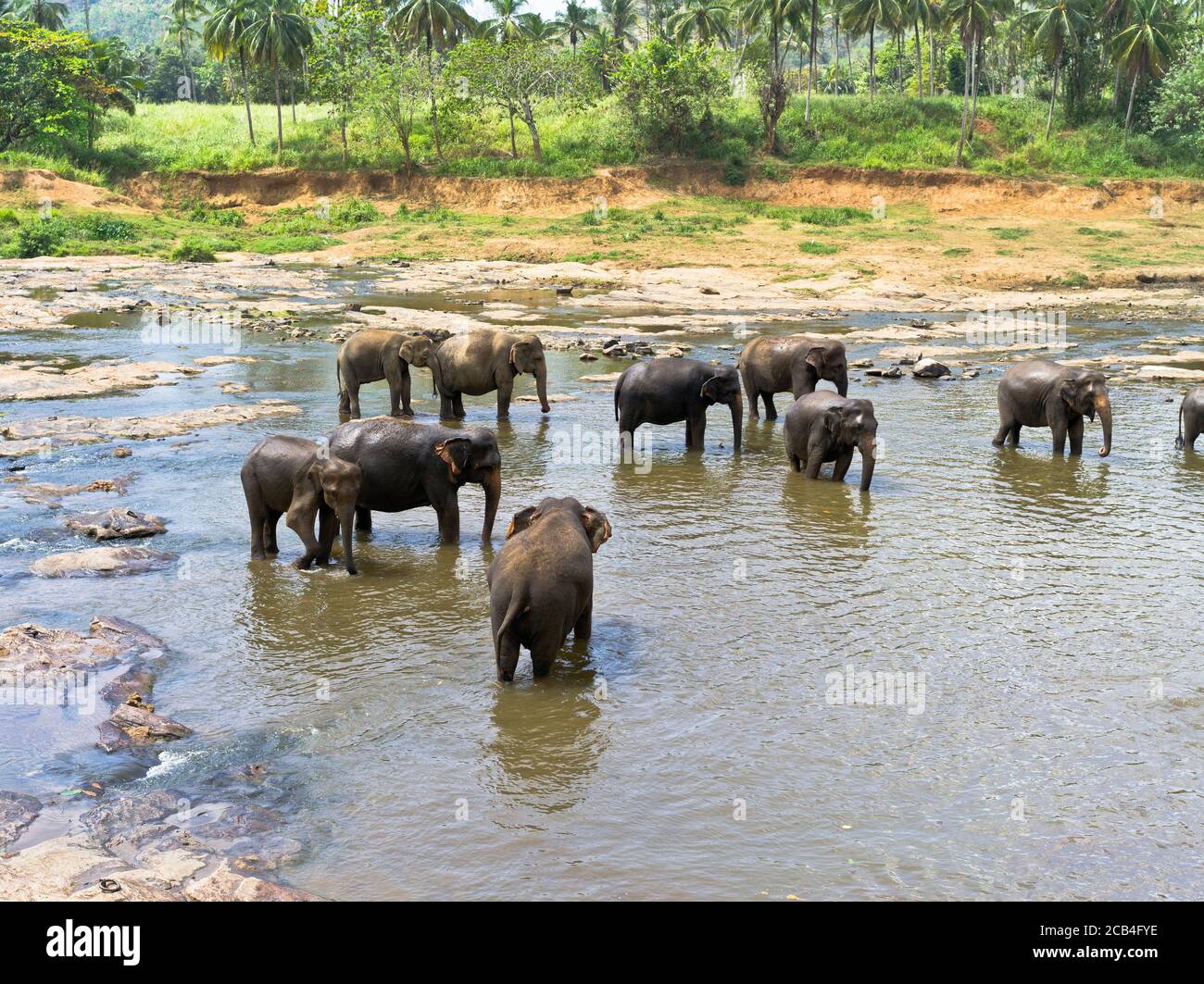 dh Elephant Orphanage PINNAWALA SRI LANKA watering hole tempo di bagno mandria di elefanti in acqua fluviale elephas maximus asiatico Foto Stock