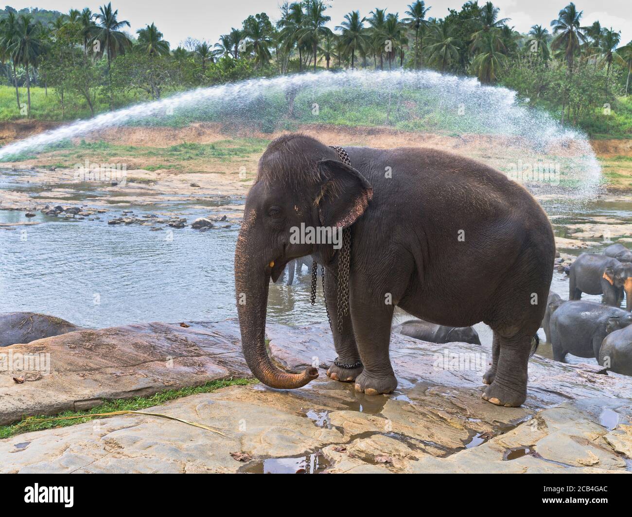 dh Elephas maximus maximus PINNAWALA SRI LANKA tempo di bagno lavaggio spruzzando acqua elefanti spruzzare orfanotrofio elefante vista laterale Foto Stock