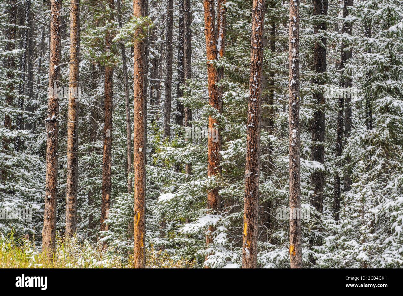 Neve fresca su arbusti sottobosco in una foresta di pini di lodgepole, Banff National Park, Alberta, Canada Foto Stock