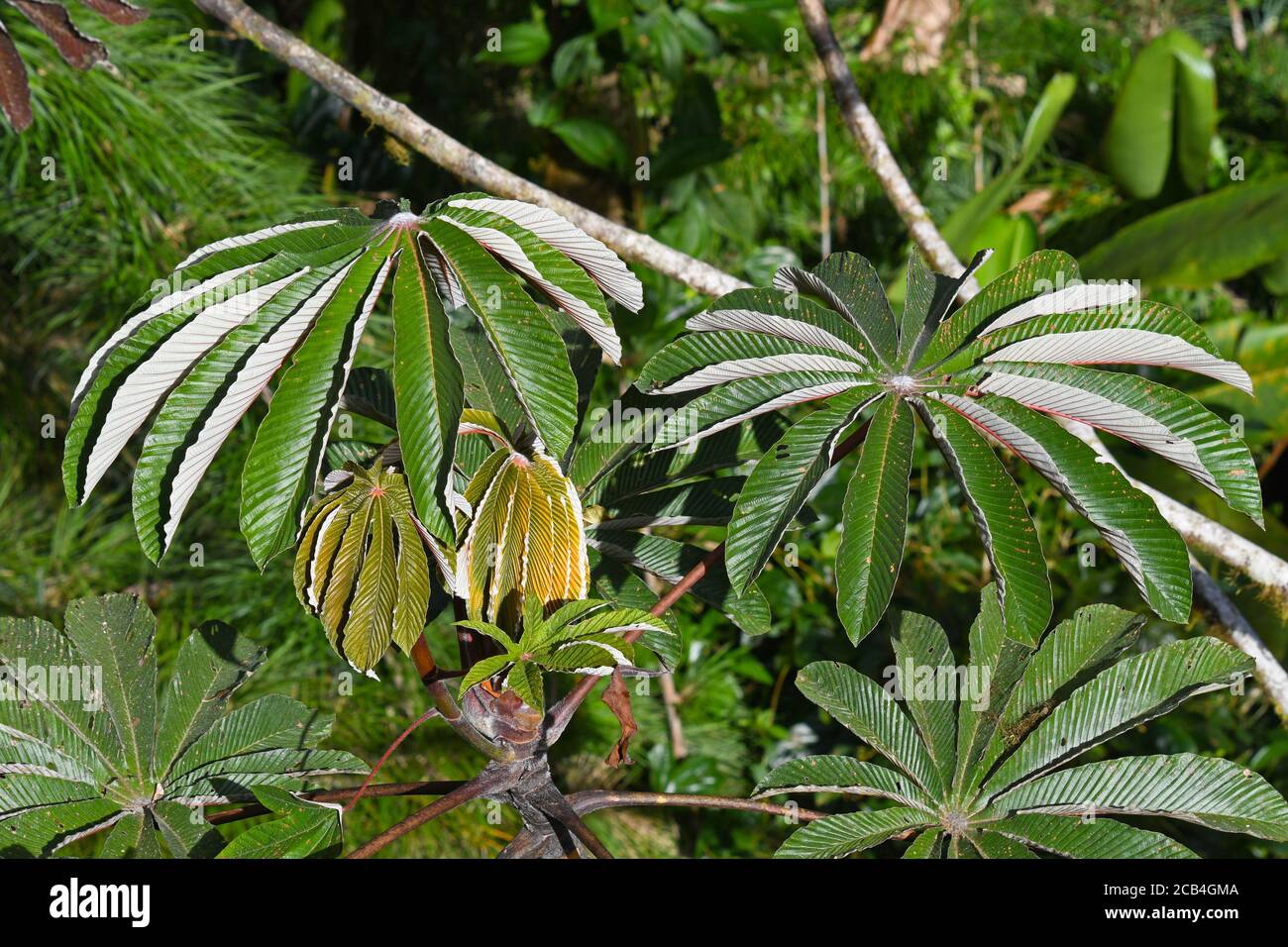 Albero di Ceccopia, Costa Rica Foto Stock