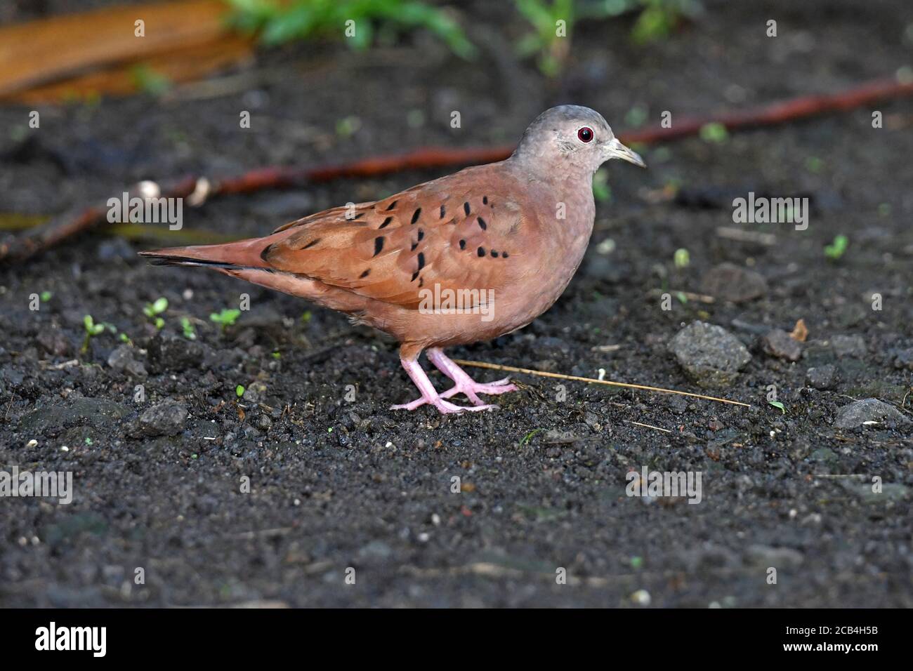 Ruddy terra-colomba - columbina talpacoti, Foto Stock