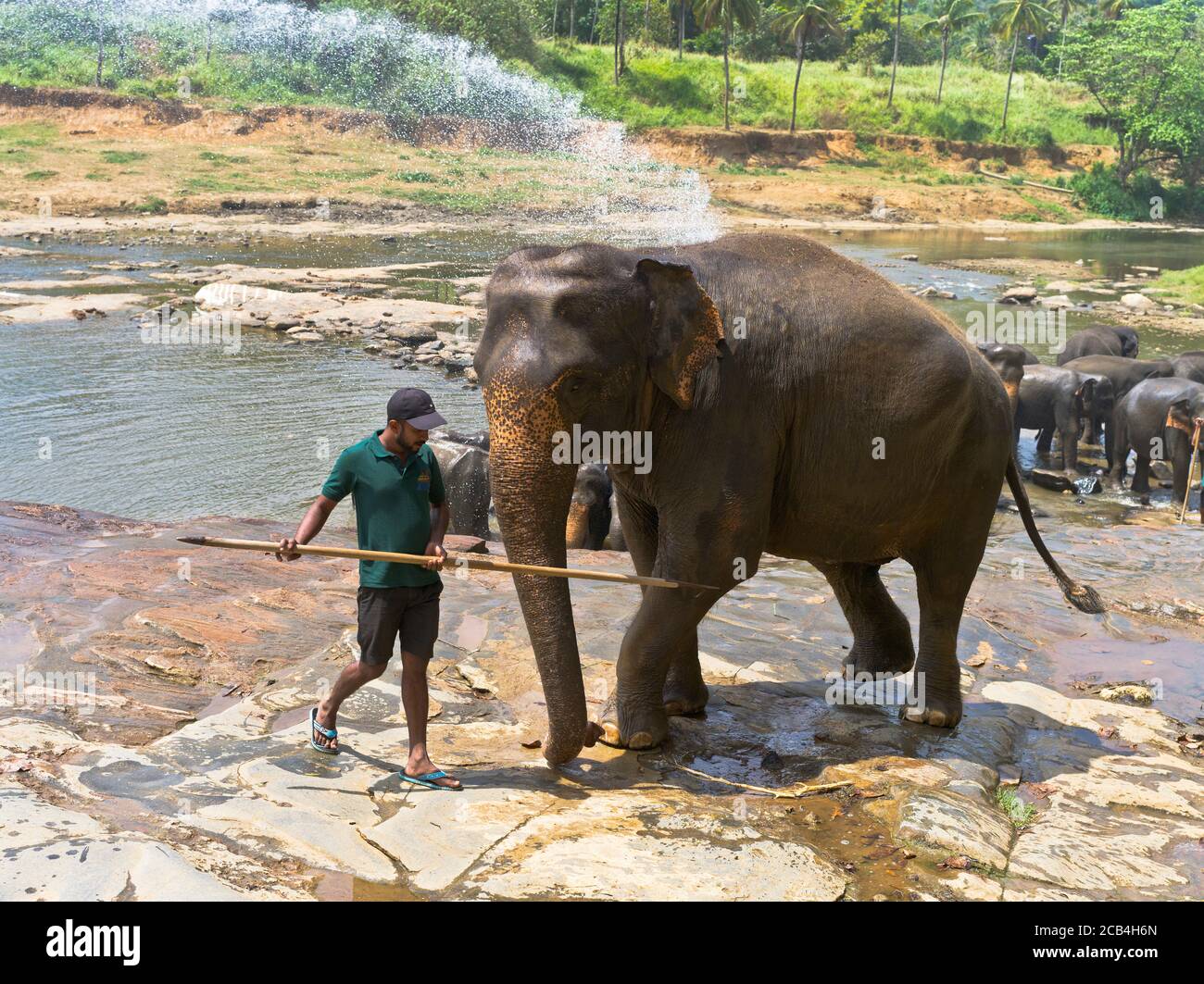 dh Elefanti Orfanotrofio PINNAWALA SRI LANKA Sri Lanka custode guida elephant annaffiatura buca uomo asiatico Foto Stock