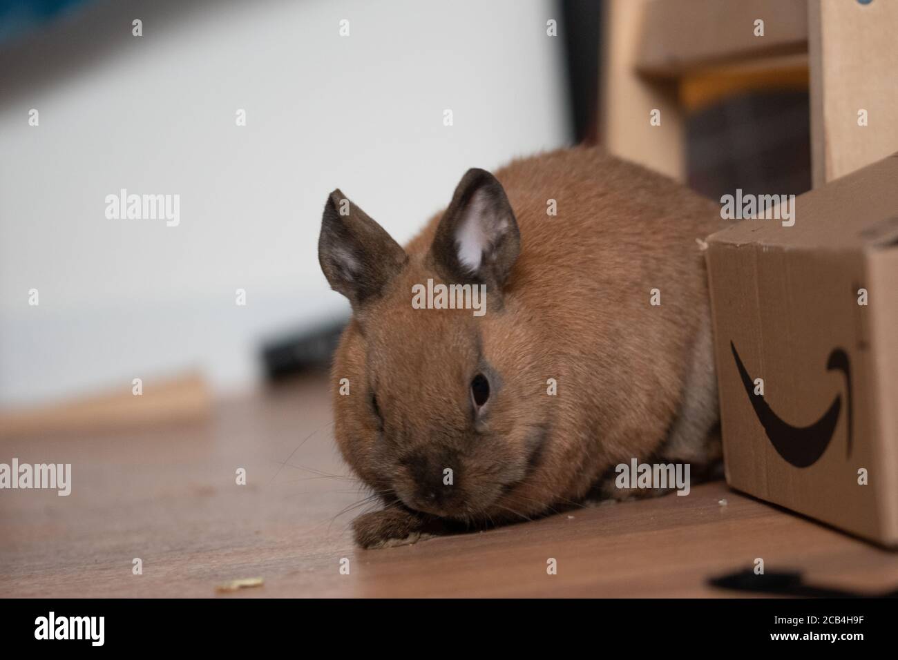Adorabile coniglietto marrone sul pavimento Foto Stock