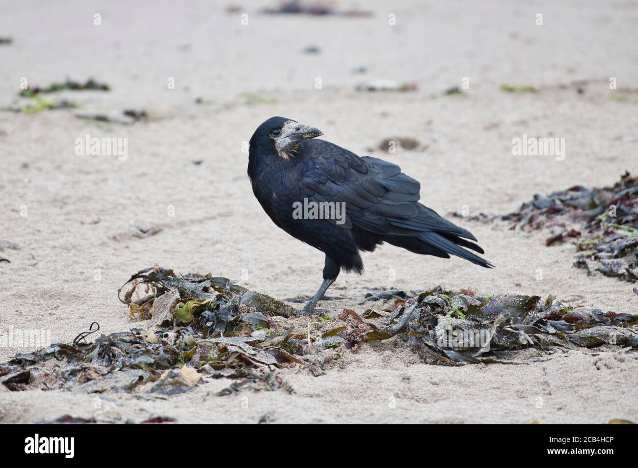 Rook (Corvus frugilegus) che si affaccia sulla spiaggia a bassa marea Foto Stock