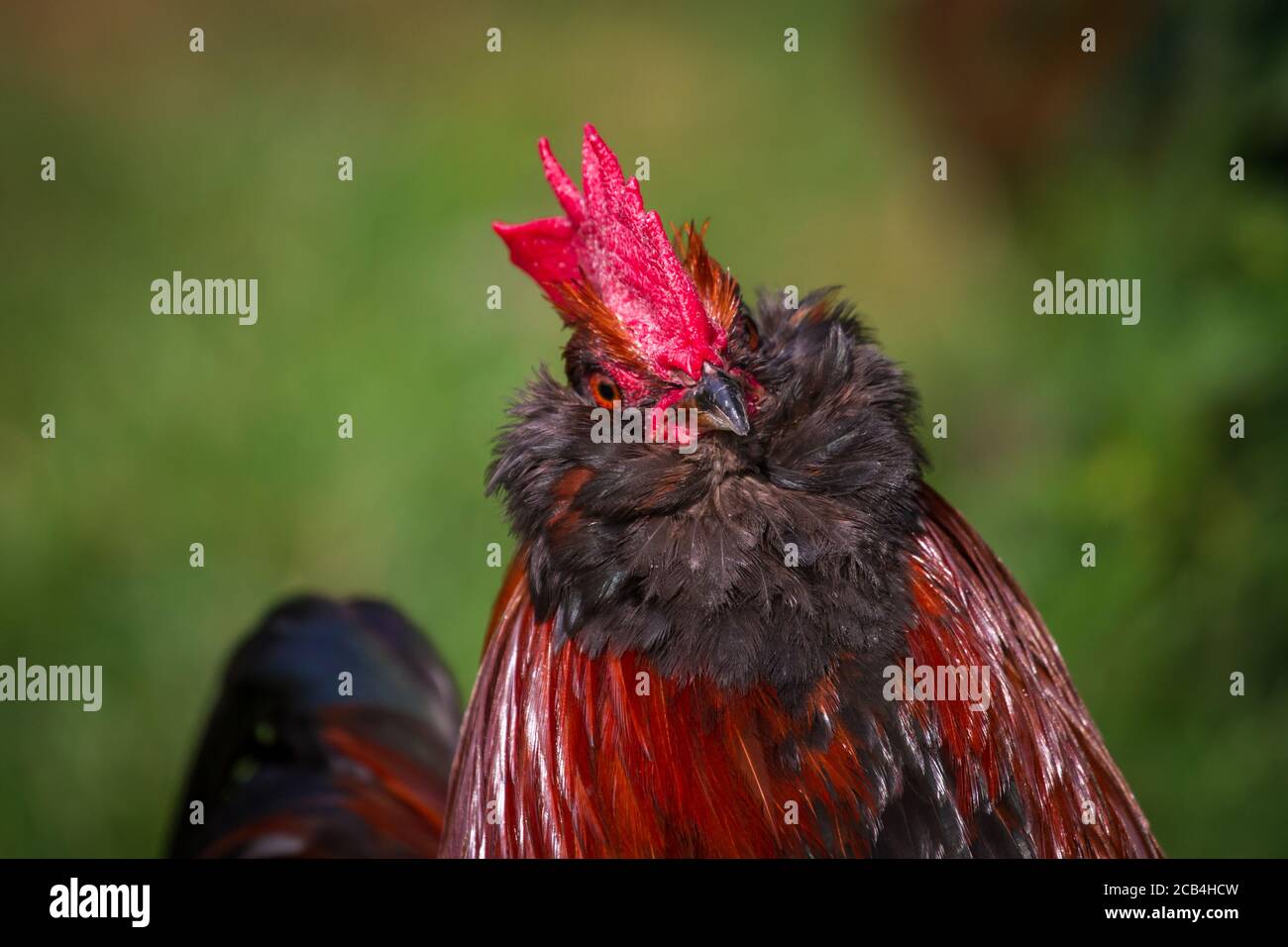 Bantam Thuringian Bareded Chicken Rooster (Thüringer Zwerg-Barthhuhn), una razza di pollo tedesca Foto Stock