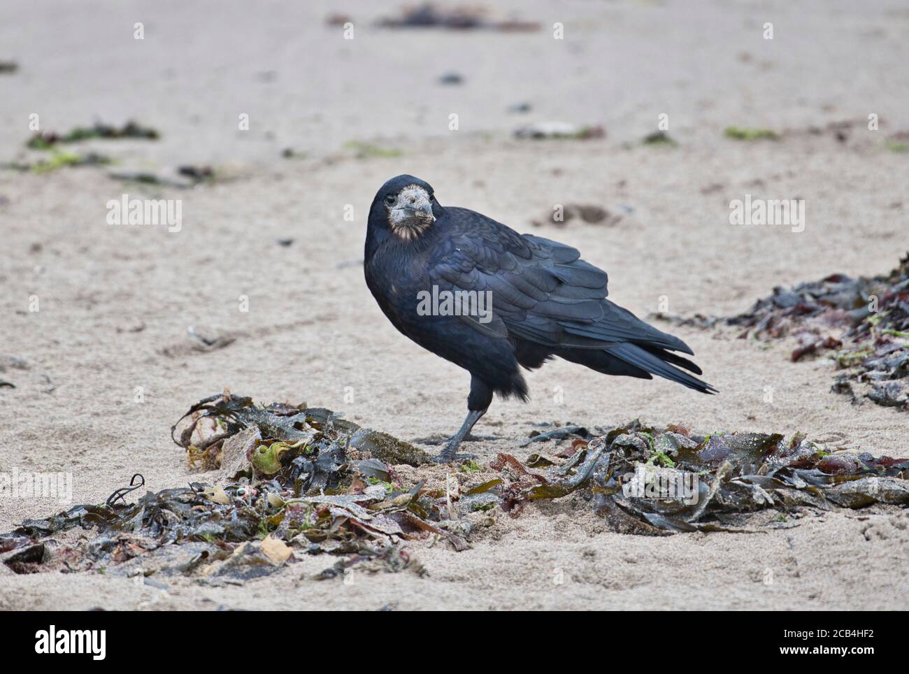 Rook (Corvus frugilegus) che si affaccia sulla spiaggia a bassa marea Foto Stock