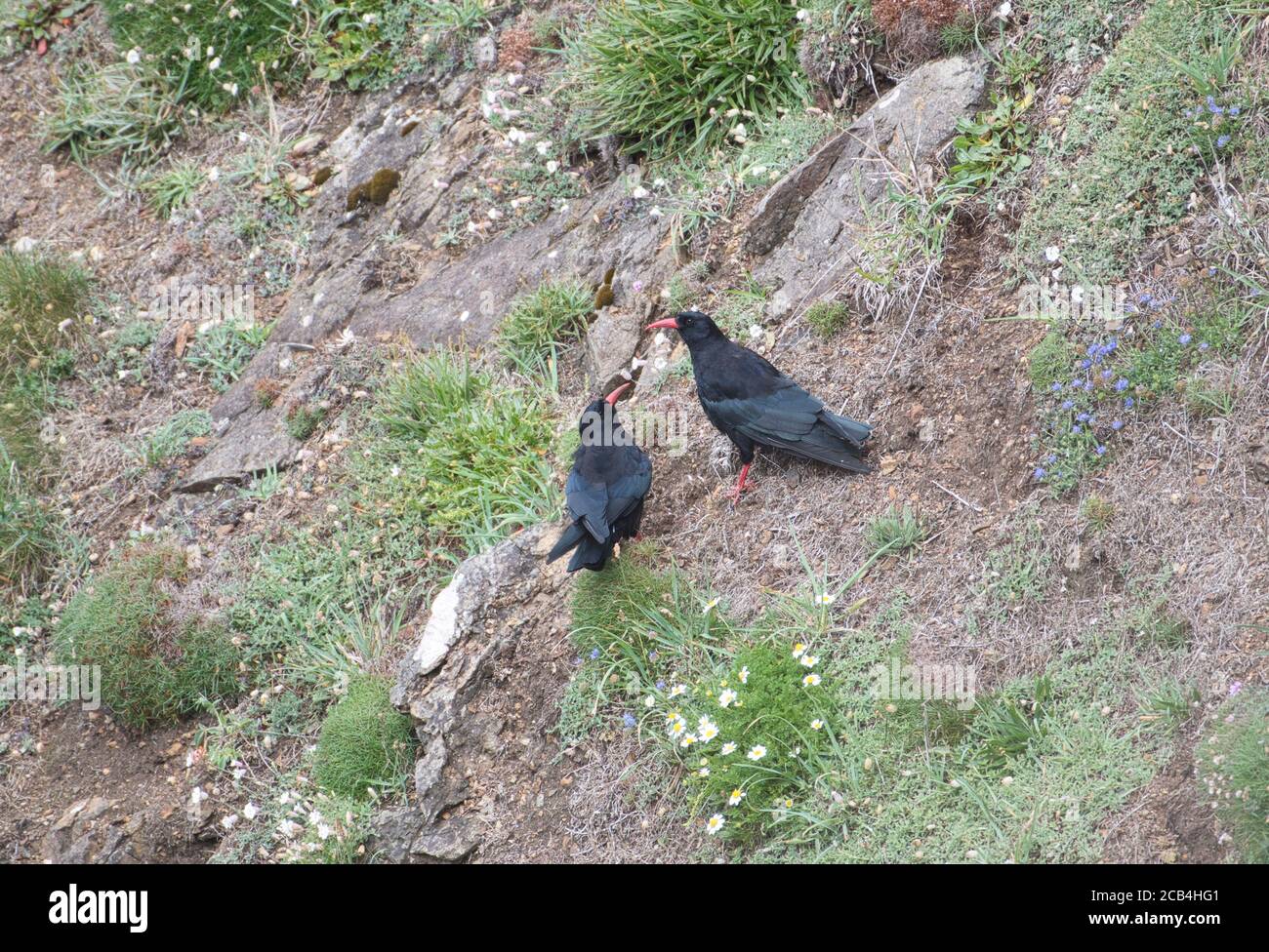 Un paio di impasti (Pyrrrhocorax pirrhocorax) che forano sulle scogliere costiere Foto Stock