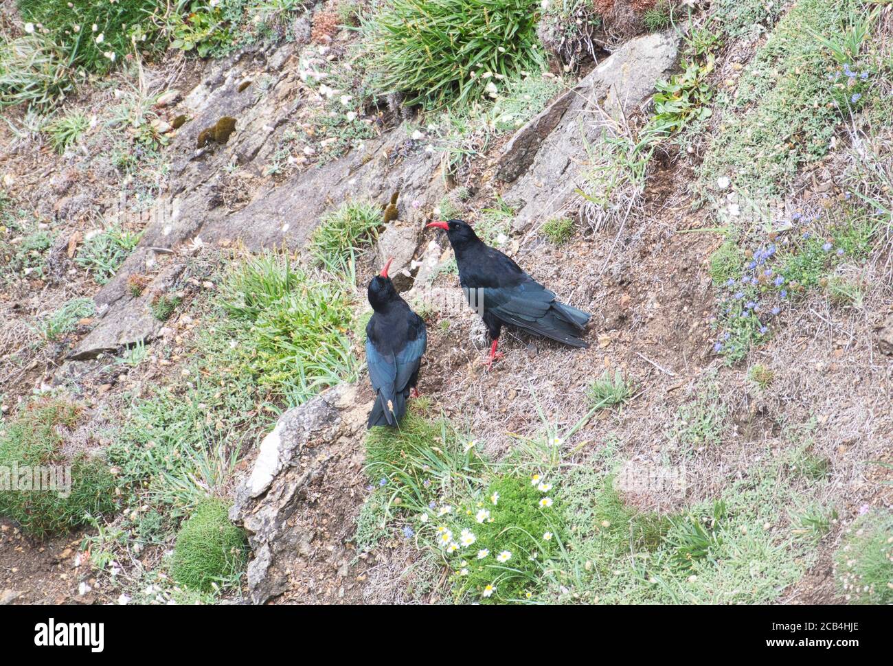 Un paio di impasti (Pyrrrhocorax pirrhocorax) che forano sulle scogliere costiere Foto Stock