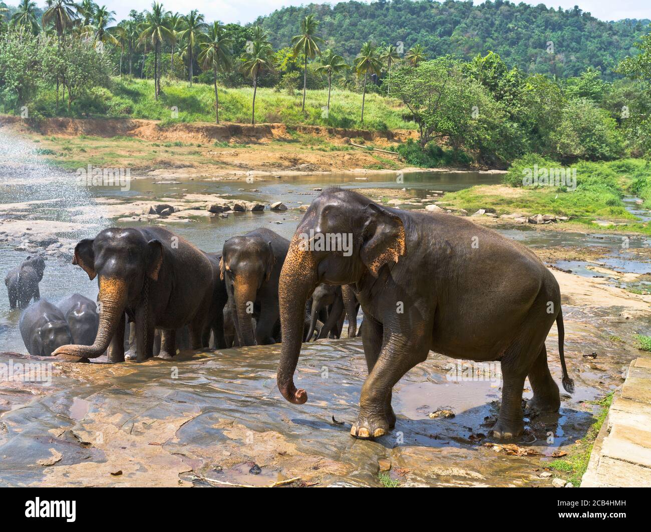 dh Elephant Orphanage PINNAWALA SRI LANKA tempo di bagno mandria di elefanti nel foro d'acqua del fiume Foto Stock