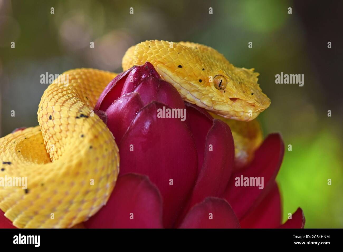 Palpebra viper buca, Costa Rica Foto Stock