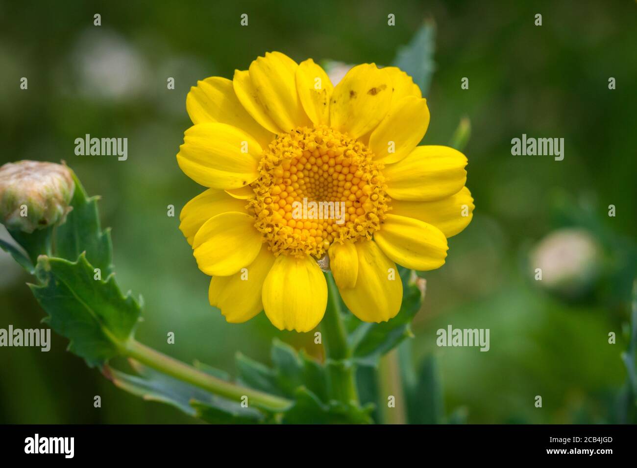 Fiore giallo Foto Stock