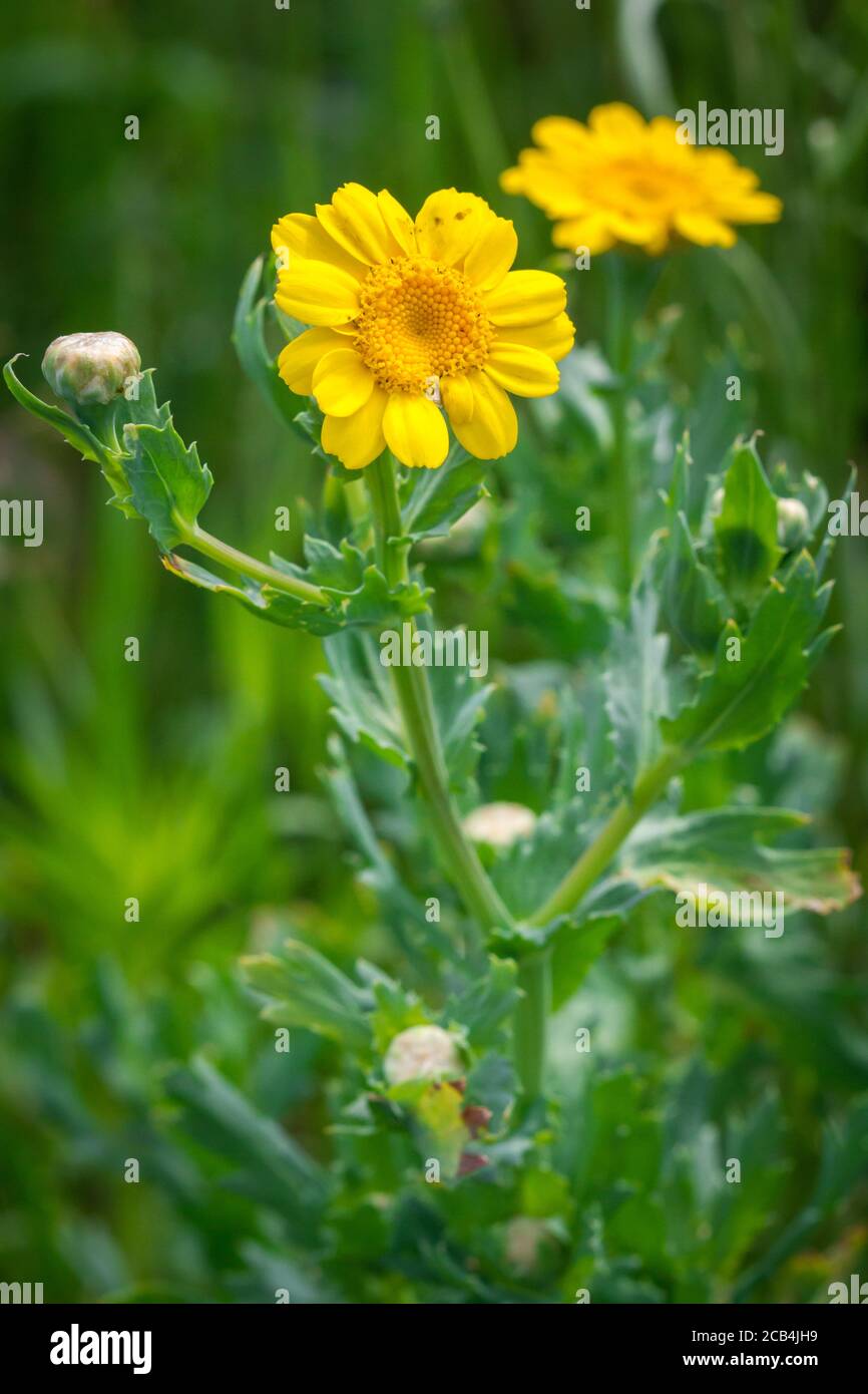 Fiore giallo Foto Stock