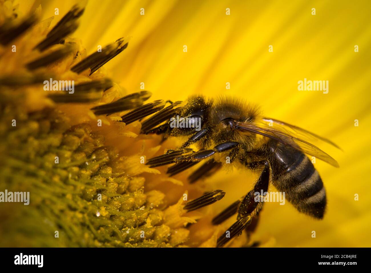 L'alimentazione delle api selvatiche in un girasole Foto Stock