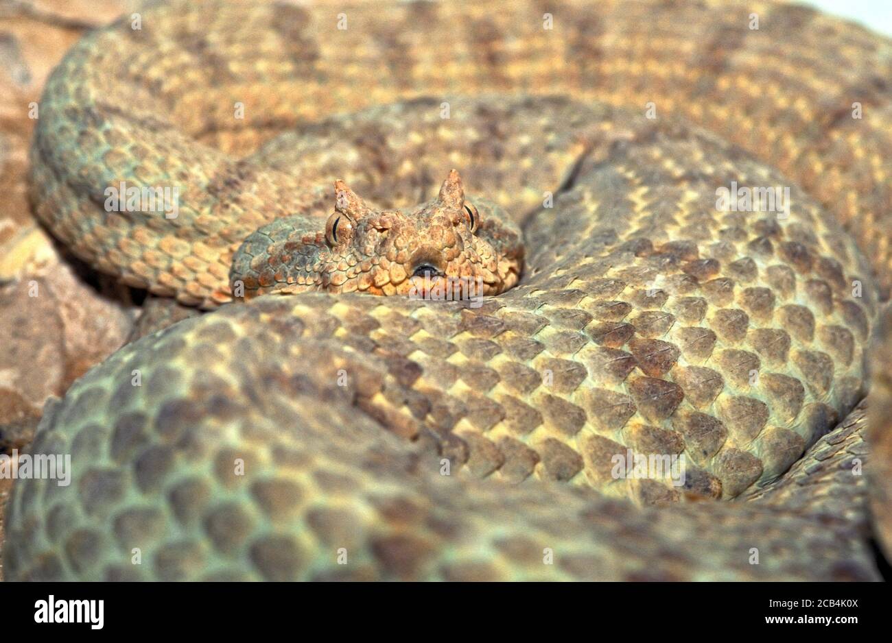 Vipera cornata di Field, Snake, Pseudocerastes fieldi Foto Stock