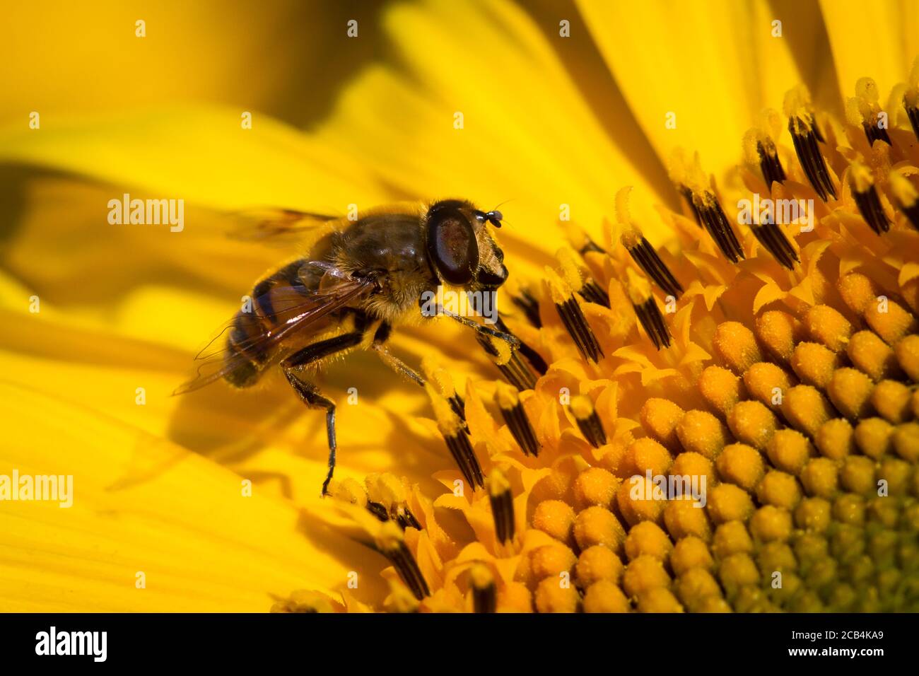 L'alimentazione delle api selvatiche in un girasole Foto Stock