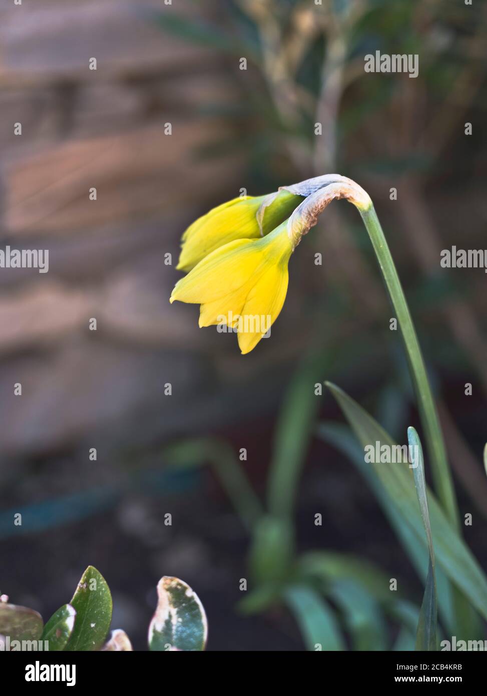 dh DAFFODILS UK Closeup doppio testa inglese daffodil primo piano Due teste narcissuses narcisi giallo fiore Narcissus Foto Stock