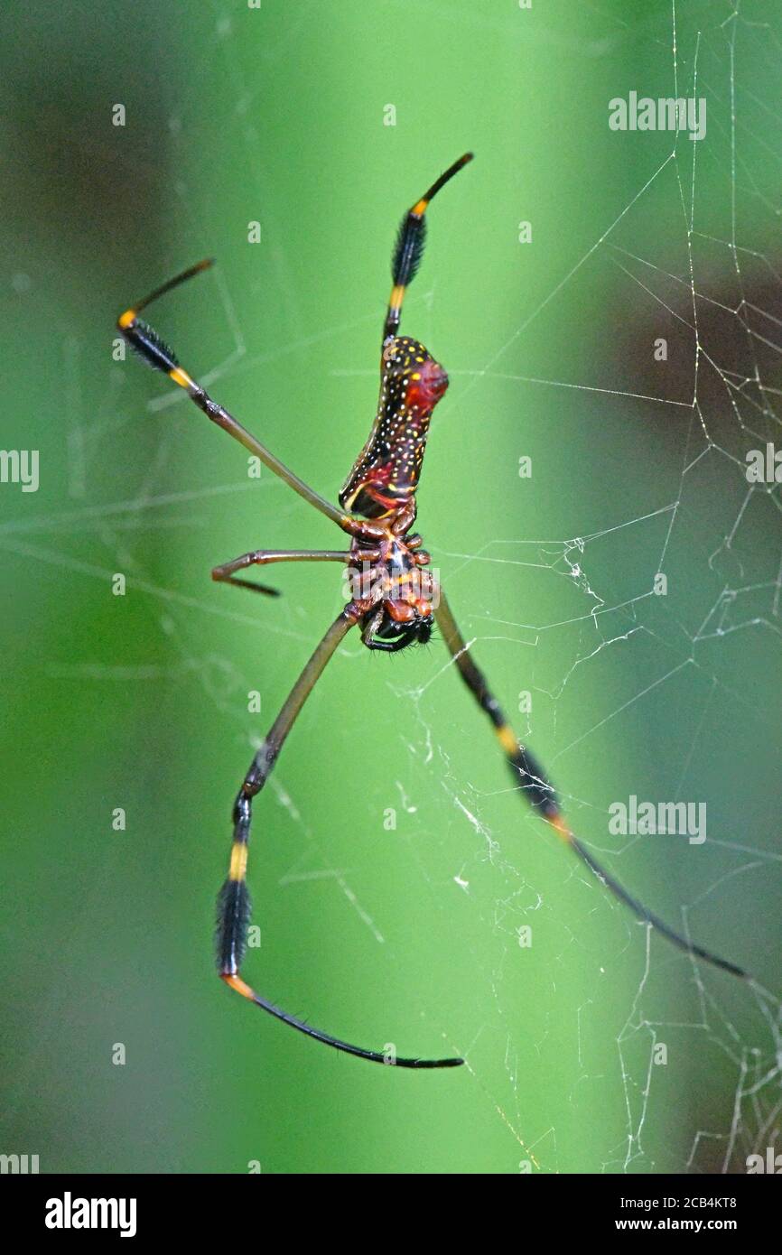 Orb-web ragno d'oro in Costa Rica Foto Stock