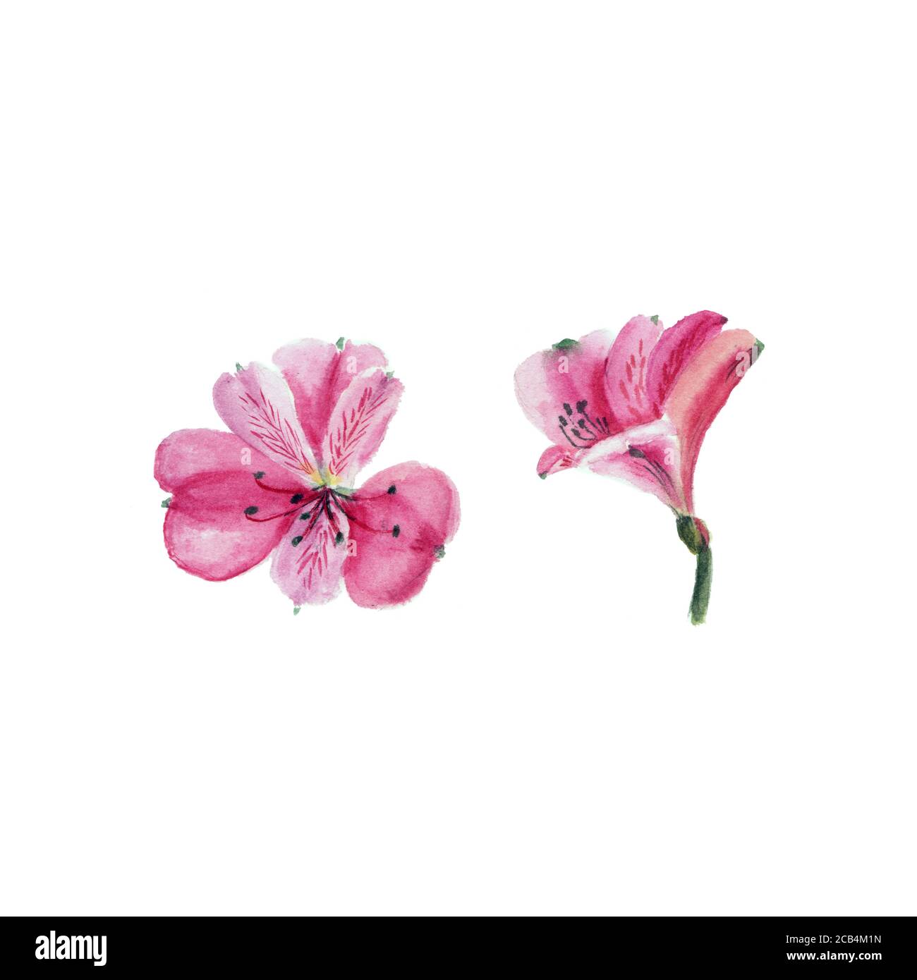 Acquerello botanico illustrazione di alstroemeria fiore isolato su sfondo bianco. Potrebbe essere usato come decorazione per il disegno di fotoricettore, disegno cosmetico, p Foto Stock