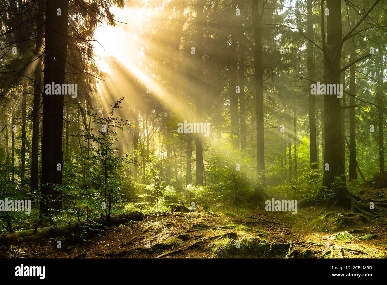 Mattina alba travi nella foresta. Raggi di luce solare vibranti in terreni boscosi. Foto Stock