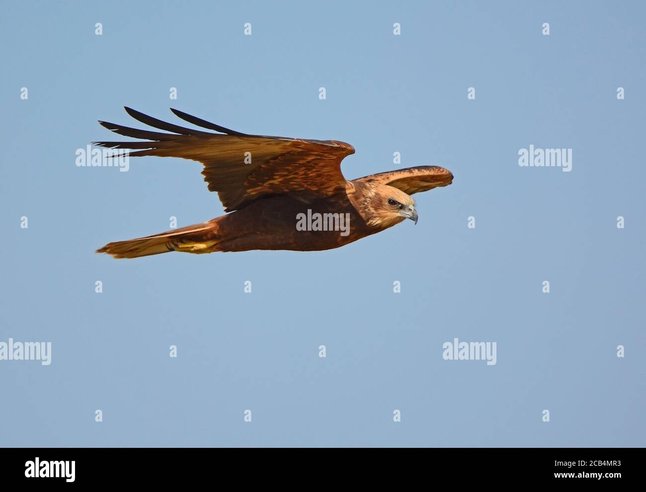 Marsh harrier in volo Foto Stock