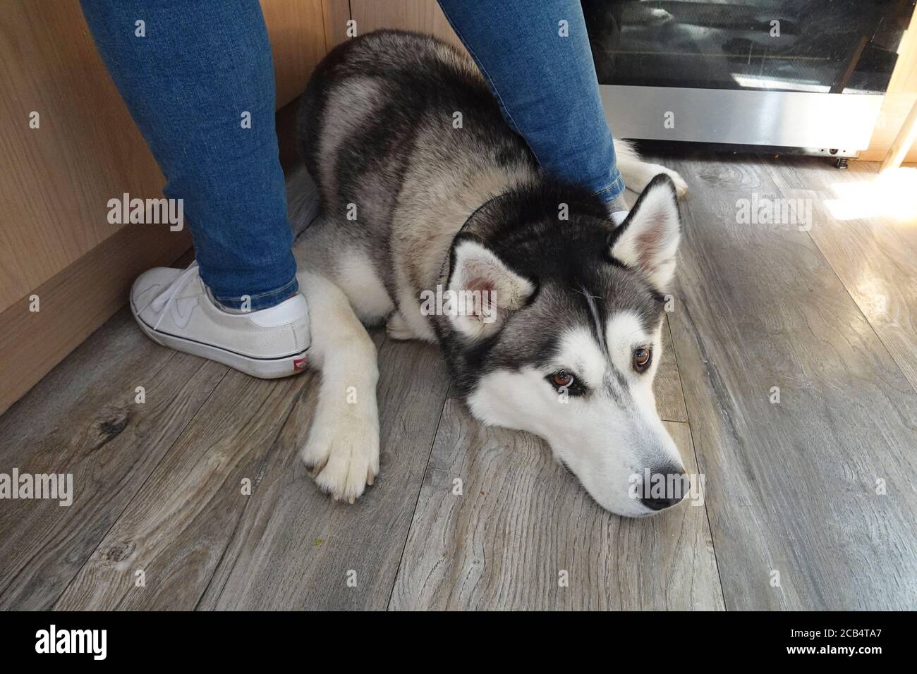 Grande cane Husky che giace sul pavimento della cucina fra i piedi di womans Foto Stock