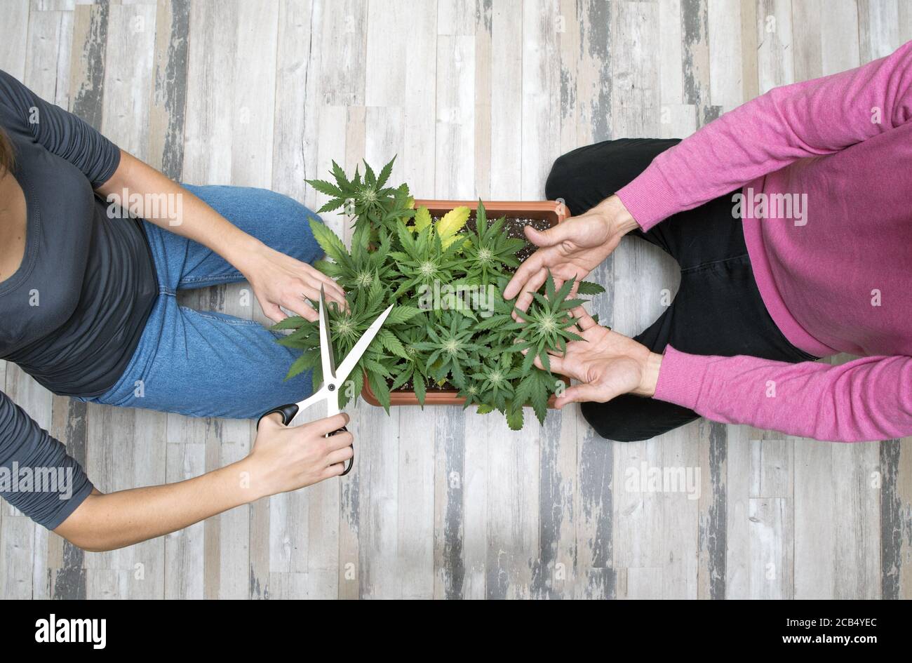 Taglio manuale delle piante di cannabis. La mano della donna è impegnata nella potatura della cannabis per uso terapeutico. Informazioni di base sul concetto di marijuana medica. Foto Stock