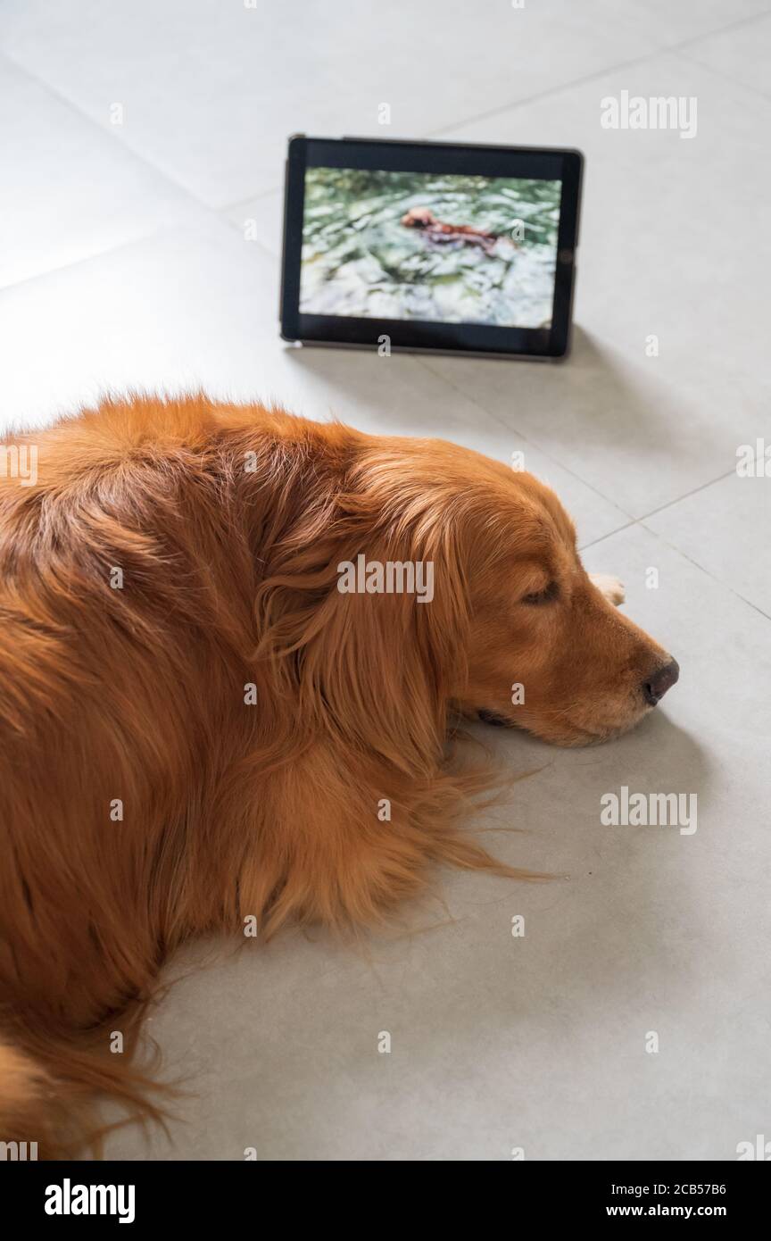 Golden Retriever cane guardare video su tablet Foto Stock