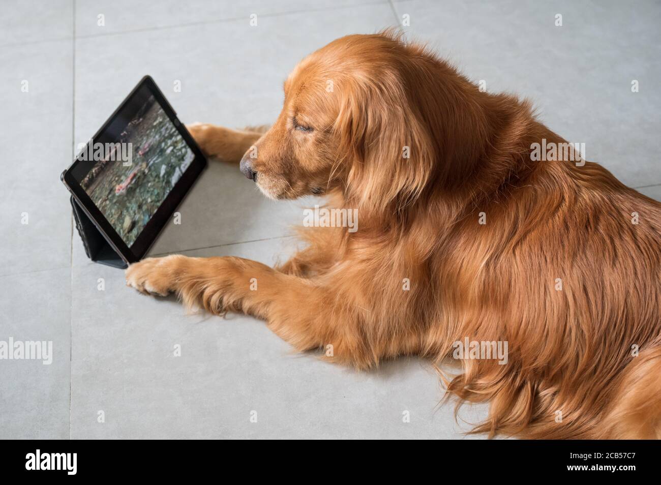 Golden Retriever cane guardare video su tablet Foto Stock