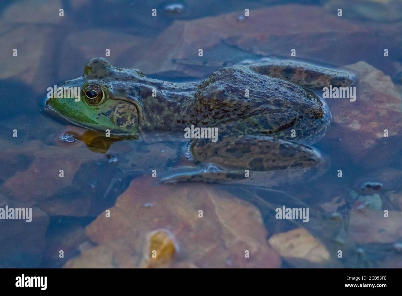 American Bullfrog. Foto Stock