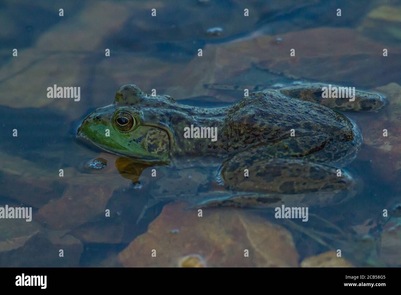 American Bullfrog Foto Stock