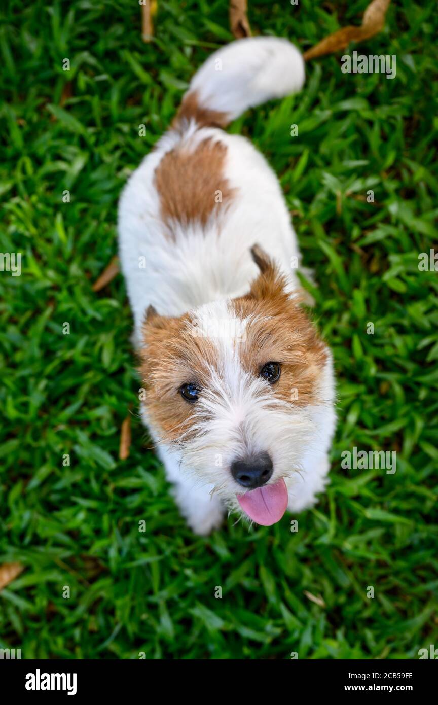 Jack Russell Terrier guardando la fotocamera Foto Stock