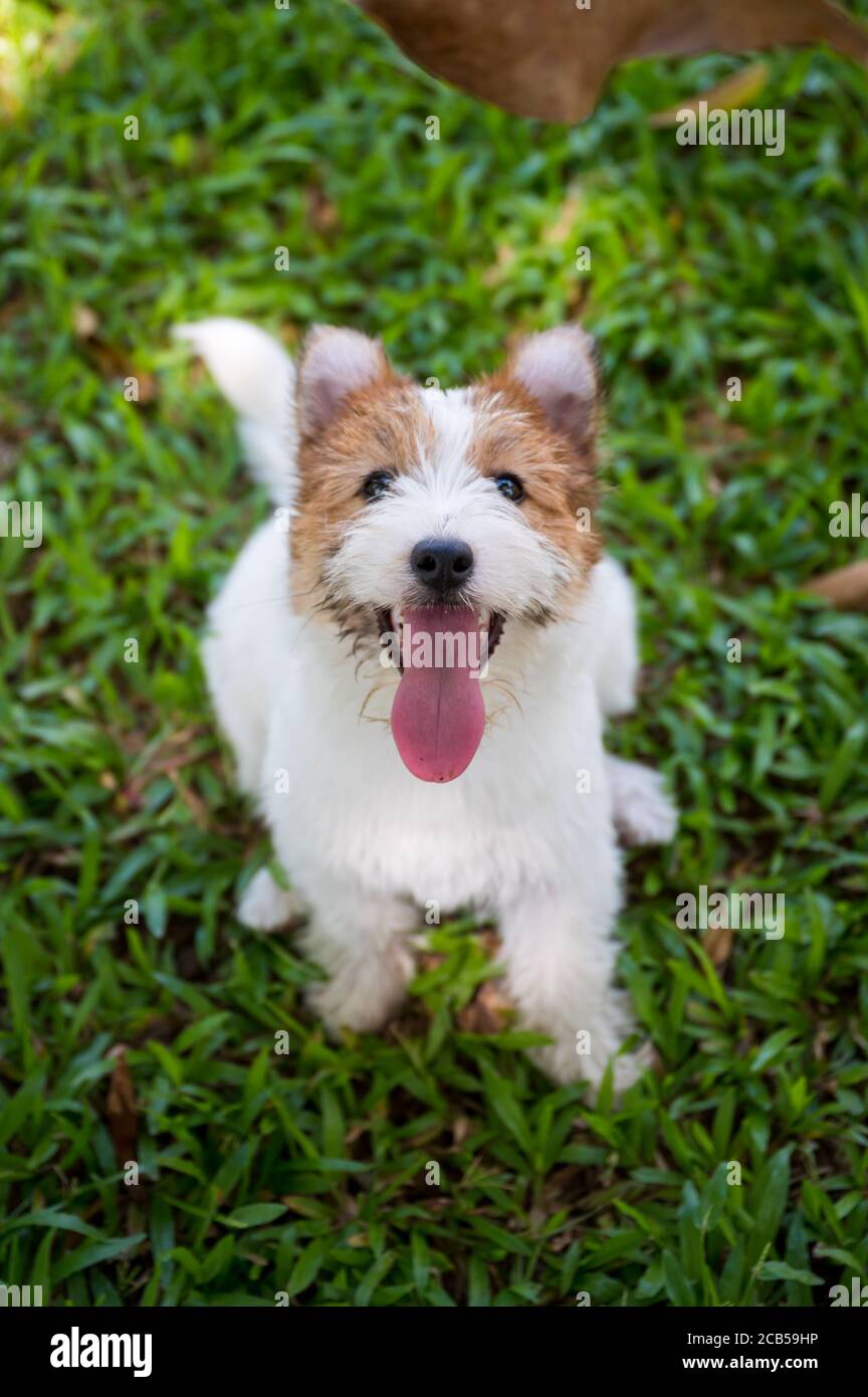 Jack Russell Terrier guardando la fotocamera Foto Stock