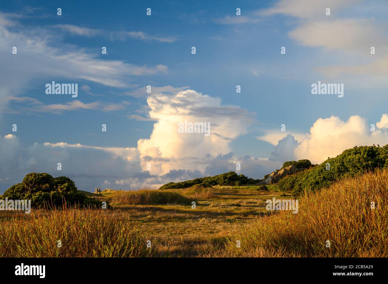 Nuvole drammatiche su un paesaggio vuoto con piante costiere. Foto Stock