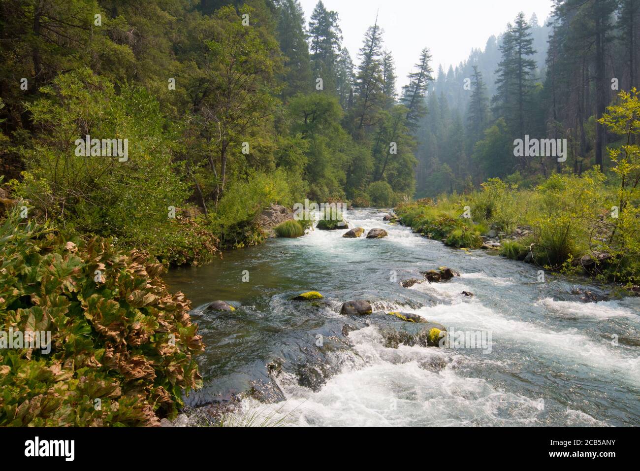 Vista elevata sul fiume che scorre con rapide rocciose e alte alberi di pino sui lati del fiume Foto Stock