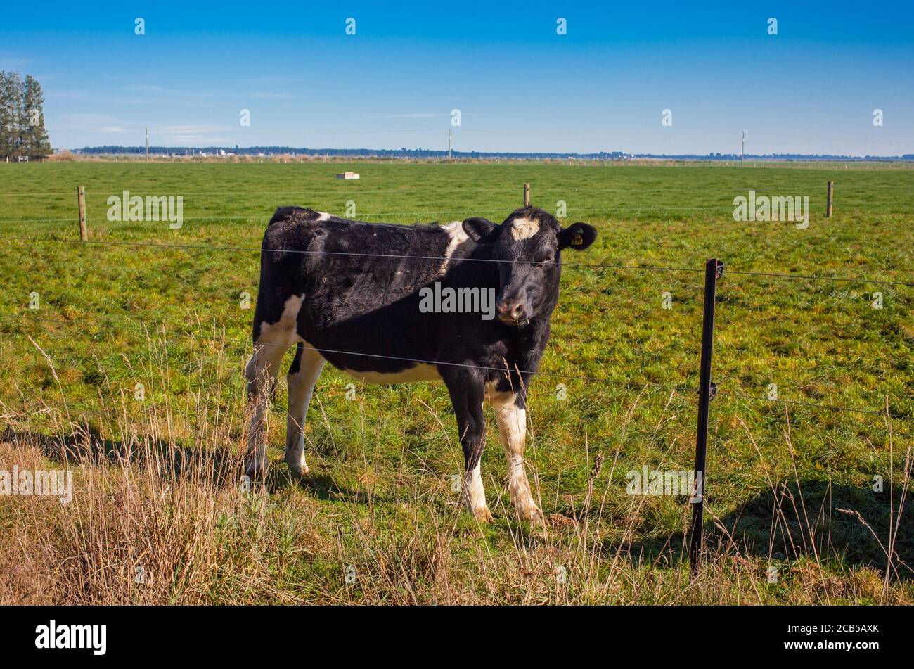 Scene di campagna della Nuova Zelanda: Mucche da latte Foto Stock