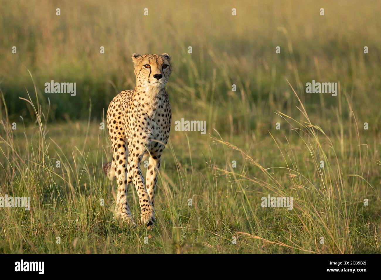 Ghepardo che cammina in erba verde alta guardando allerta in Masai Mara Kenya Foto Stock