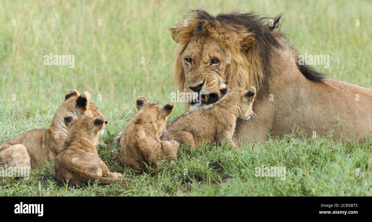 Padre di leone maschile e cuccioli nel Parco Nazionale di Serengeti Tanzania Foto Stock