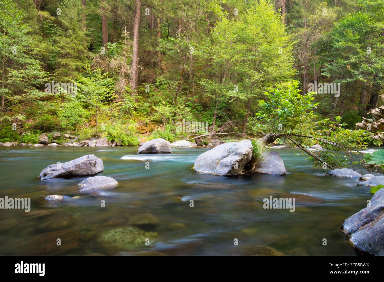 Acqua liscia che scorre lungo il fiume con un albero che cresce sulla roccia nel mezzo del torrente con il verde piante sulla riva del fiume Foto Stock