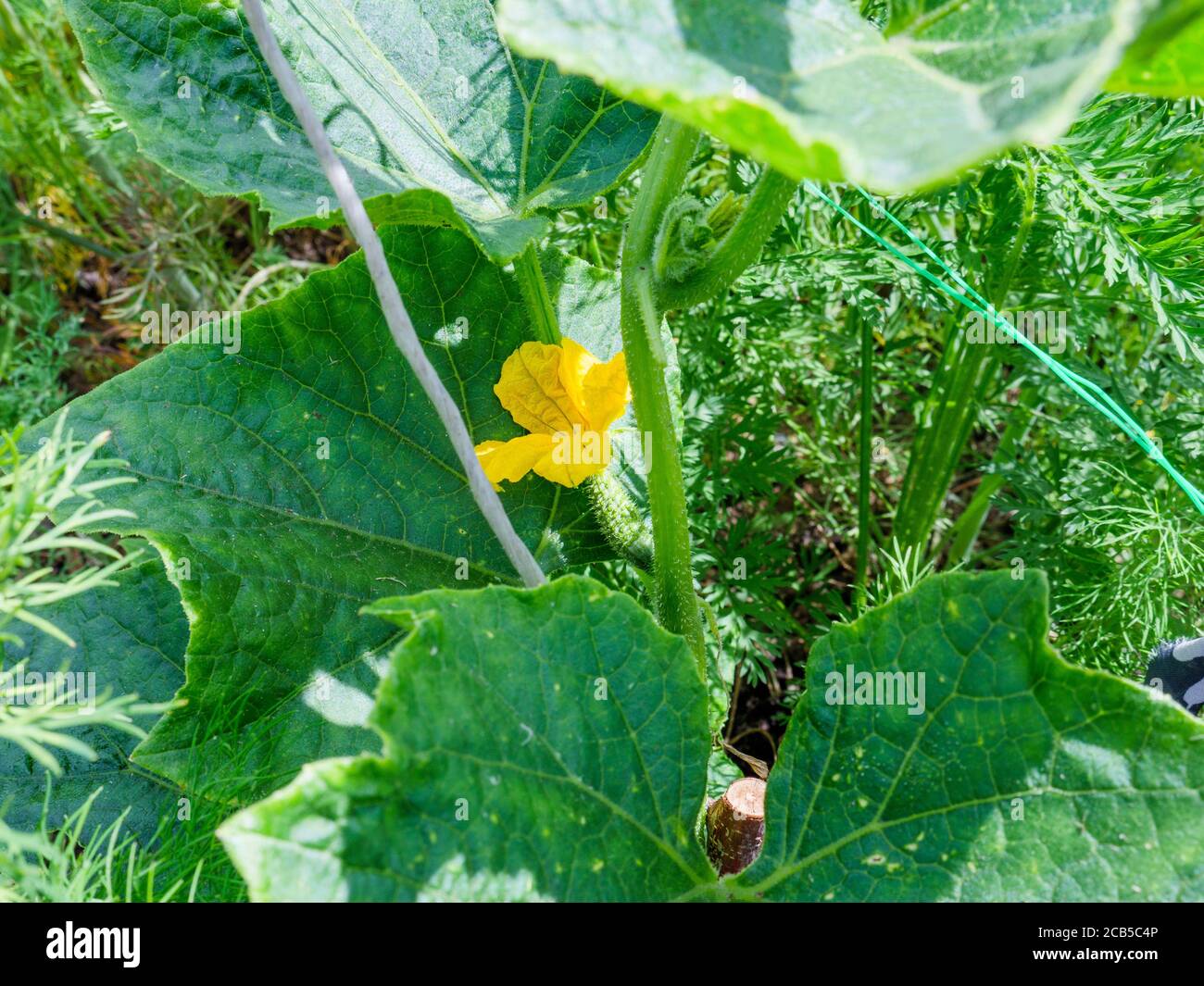 Cespuglio verde con piccolo e carino cetriolo con fiori gialli freschi che crescono in giardino. Aneto erbe intorno. Foto Stock