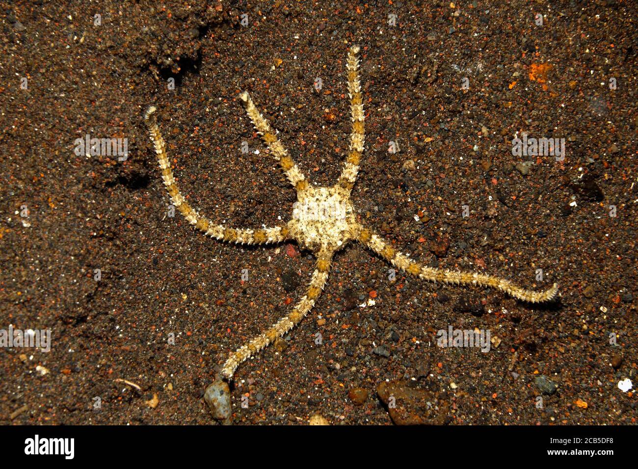 Brittle Star, Ophiuroidea sp.Tulamben, Bali, Indonesia. Mare di Bali, Oceano Indiano Foto Stock