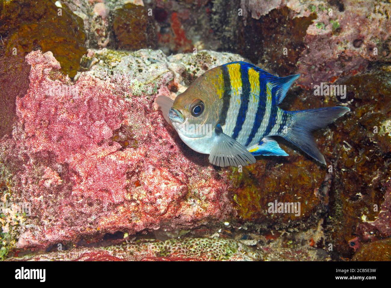 Pesce amino maggiore Sergente, Abudefduf vaigiensis. Pesce maschio che tende uova. Uepi, Isole Salomone. Solomon Sea, Oceano Pacifico Foto Stock