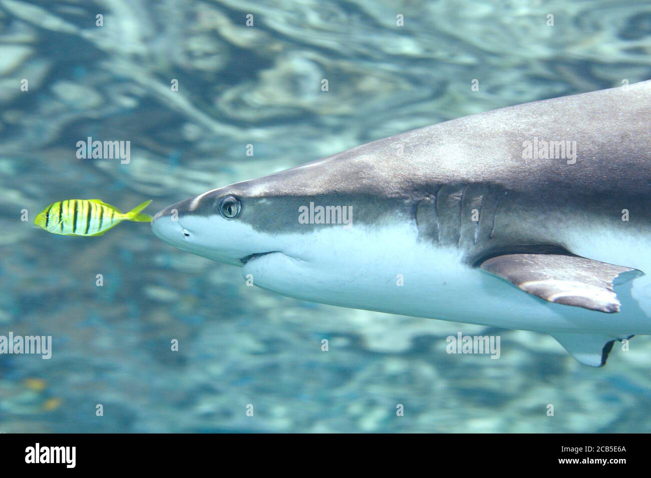 Dark Reef Shark, Carcharhinus melanopterus, con un Pescatore dorato, Gnathanodon specioisus Foto Stock