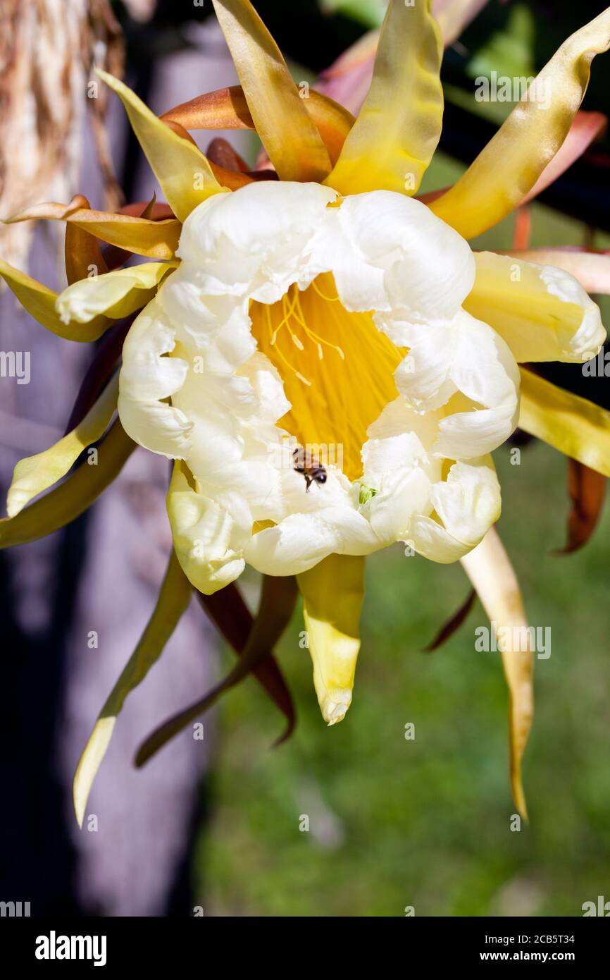 Frutti di Drago giallo (Hylocereus megalanthus). Fiore con ape. Giugno 2011. Murwillumbah. Nuovo Galles del Sud. Australia. Foto Stock