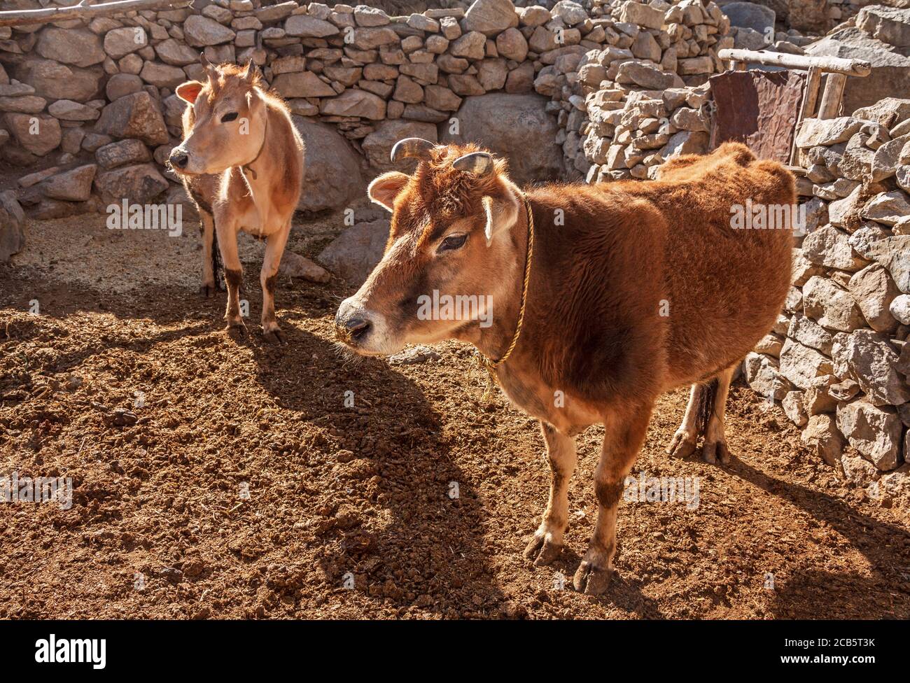 Agricoltura indiana: Mucche in una penna di pietra nella luce soffusa del mattino negli altopiani della valle di Spiti, Himachal Pradesh, India Foto Stock